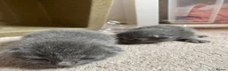 British Shorthair cats for sale: Stunning Litter of 7 Kittens Available to Reserve - Advert 8