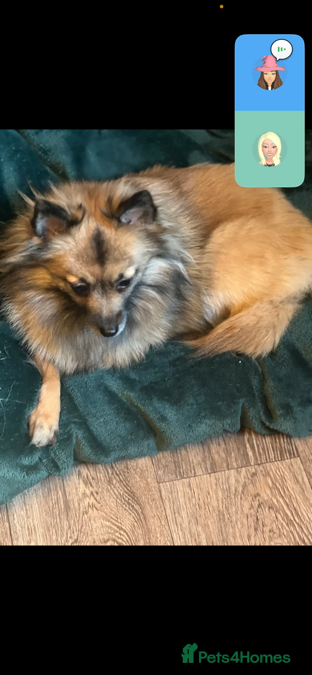 Pomeranian dogs for sale: Pomeranian Puppies - Advert 9