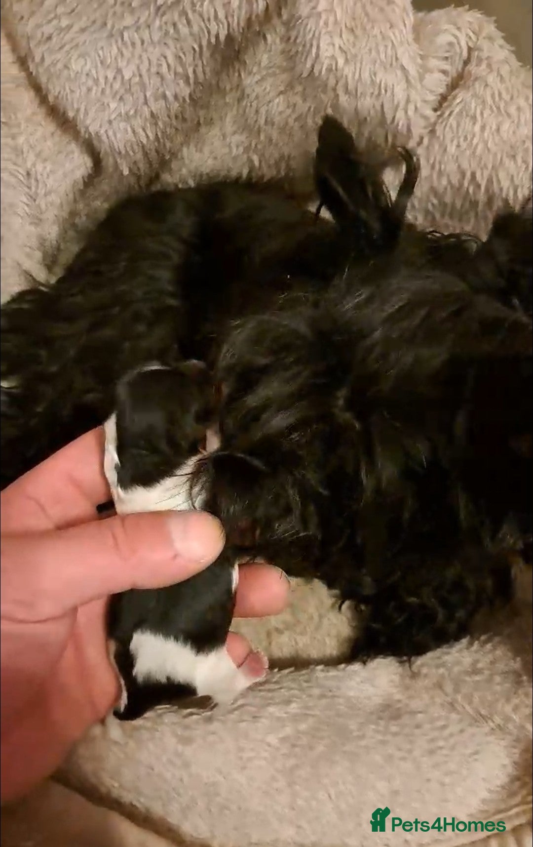 Yorkshire Terrier dogs for sale: 2 Little girl's, Yorkshire Terrier. - Advert 9