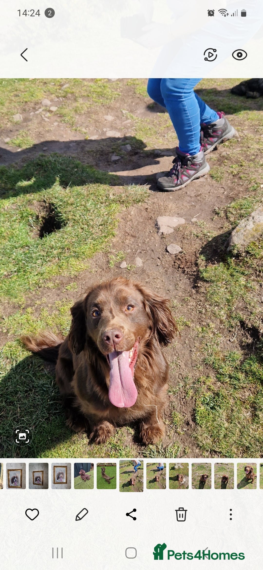 Cocker Spaniel dogs Cocker spaniel dog - Advert 4