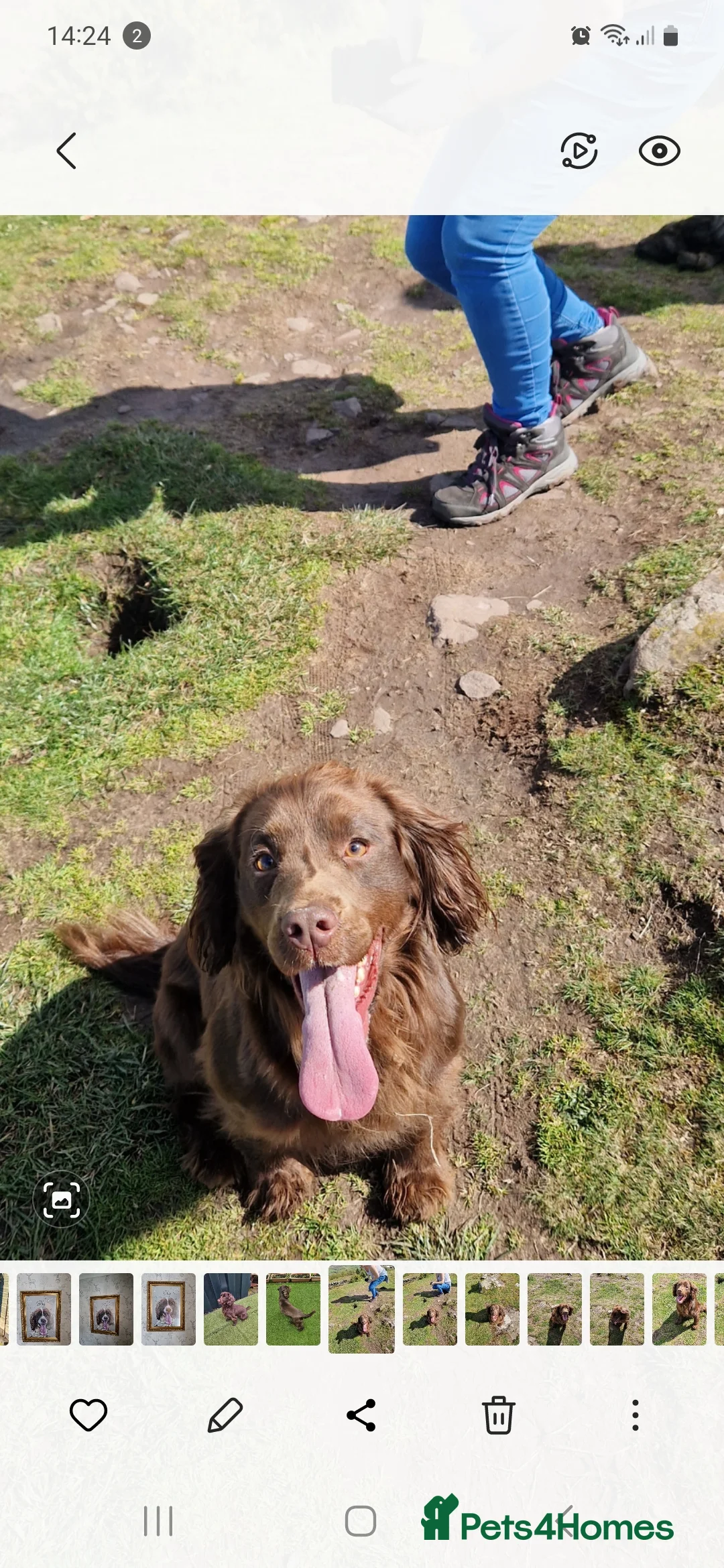 Cocker Spaniel dogs for sale: Cocker spaniel dog - Advert 1