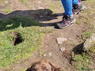 Cocker Spaniel dogs Cocker spaniel dog - Advert 7