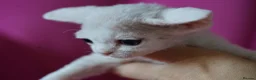 Devon Rex cats for sale: ❤️ Pure Line Devon Rex Kittens Available ❤️ - Advert 32