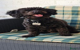 Shihpoo dogs for sale: Shihpoo male - Image 2