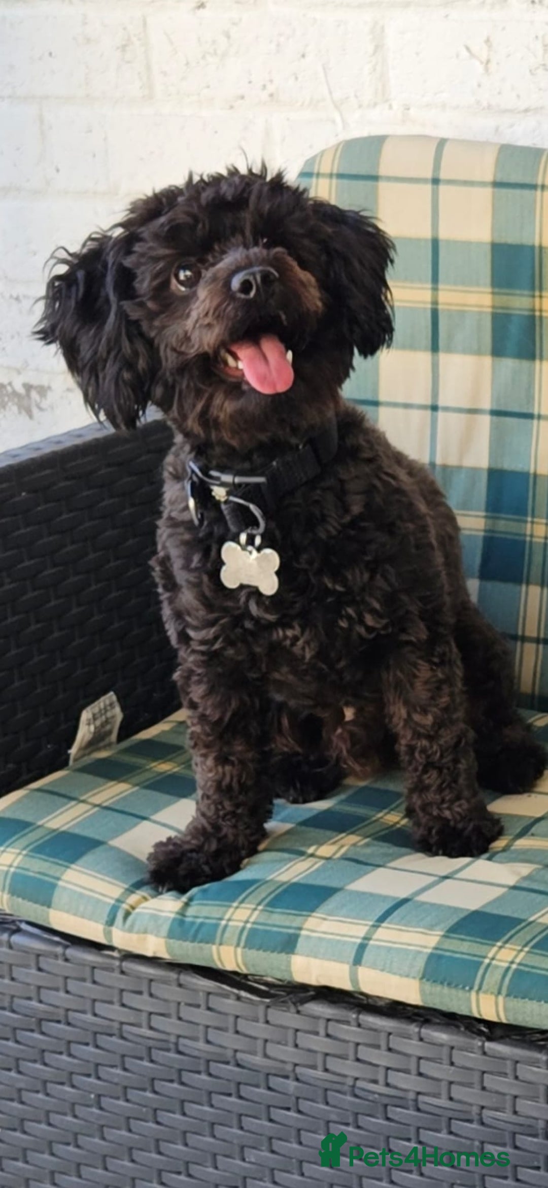 Shihpoo dogs for sale: Shihpoo male - Image 2
