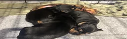 Dachshund dogs for sale: Gorgeous dacshund puppies for sale  - Advert 18