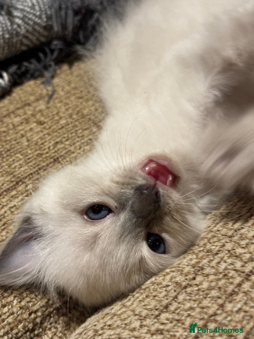 Ragdoll cats for sale: Adorable Ragdoll X Snow Bengal Kittens - Advert 17