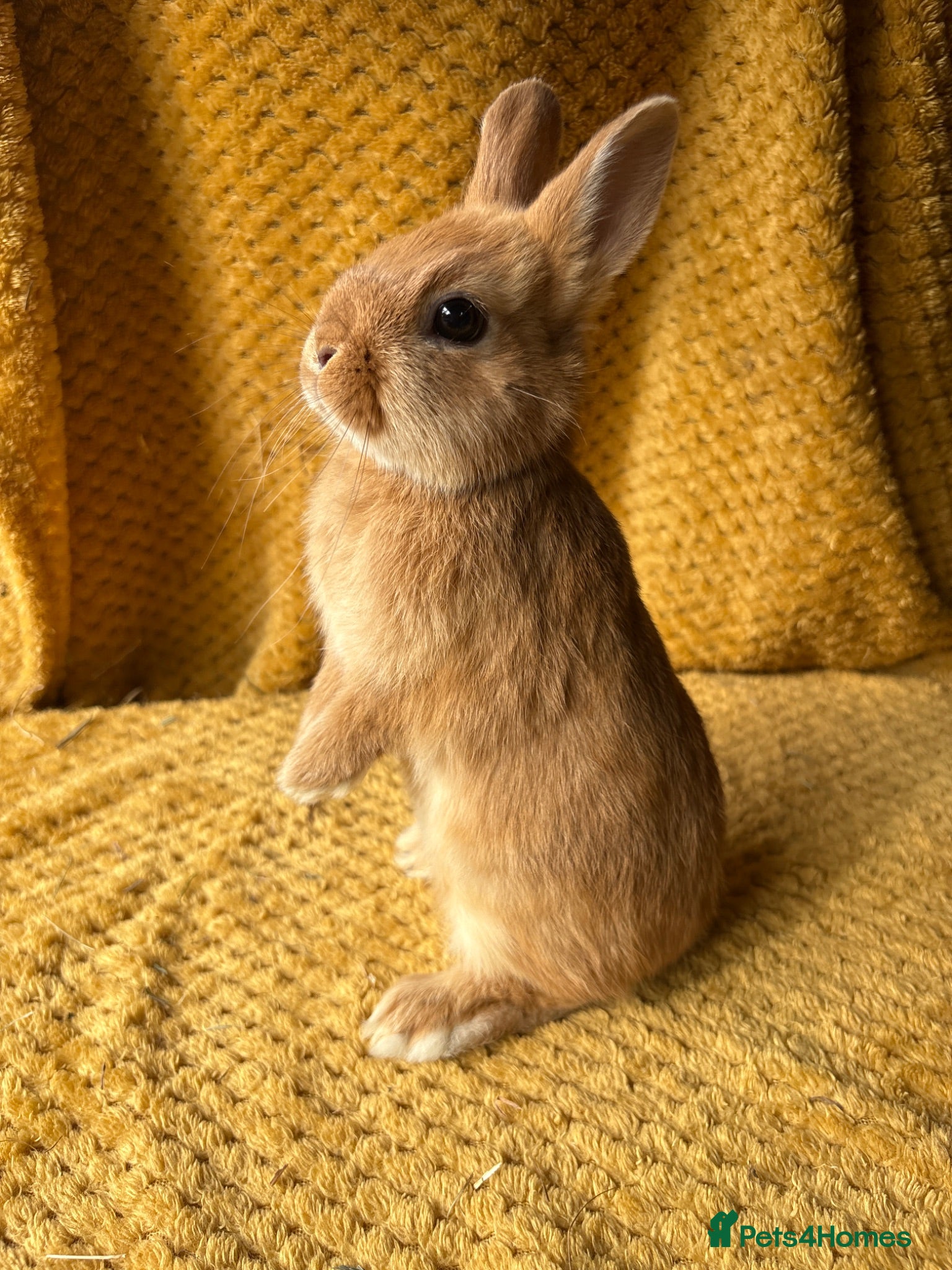 Netherland Dwarf rabbits Stunning Netherland dwarf babies  - Advert 1