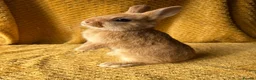 Netherland Dwarf rabbits for sale: Stunning Netherland dwarf babies  - Advert 3