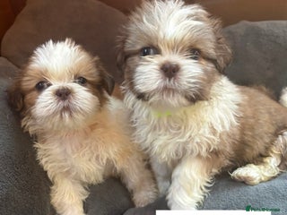 Shih Tzu dogs for sale - Advert 1