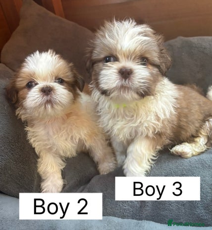 Shih Tzu dogs - Advert 7