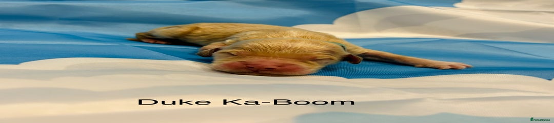 Duke Ka-Boom