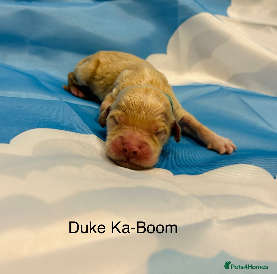 Double Doodle dogs for sale: Double doodle litter born 24/07/25 - Image 18