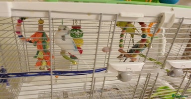 Budgerigars birds - Advert 8