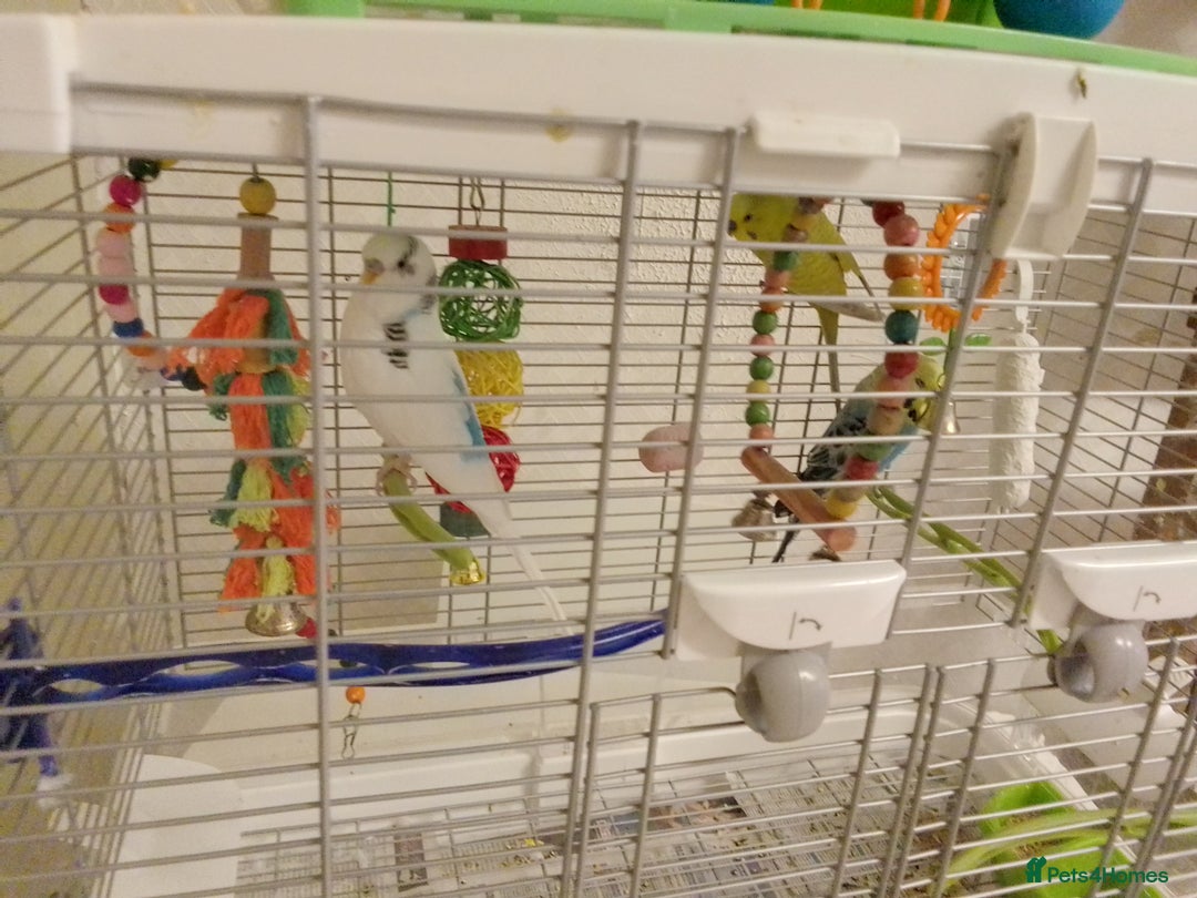 Budgerigars birds for sale: 3 budgies with med Vision cage - Image 3