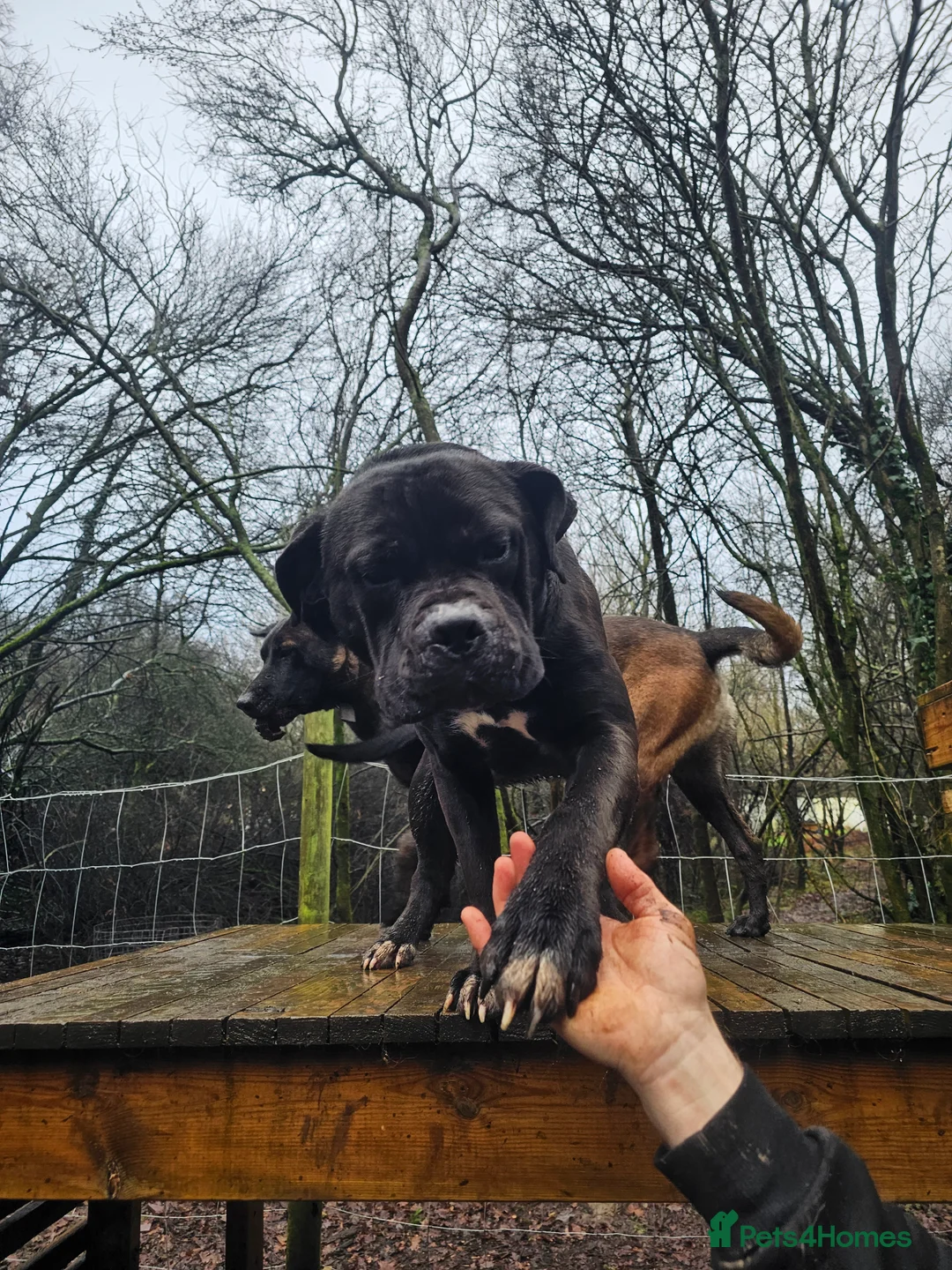 Mixed Breed dogs for sale: A Gentle Giant Looking for His Forever Home - Advert 5