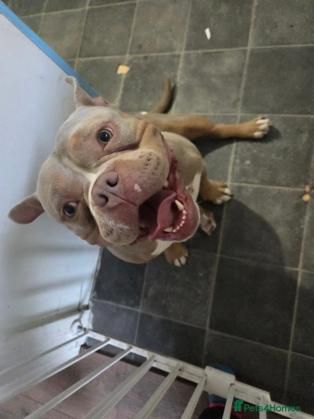 Mixed Breed rabbits for sale: Pocket bully  - Advert 2
