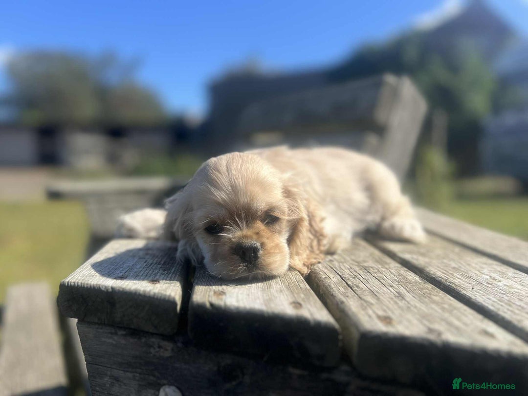 American Cocker Spaniel dogs for sale: American cocker spaniel puppies  - Image 7