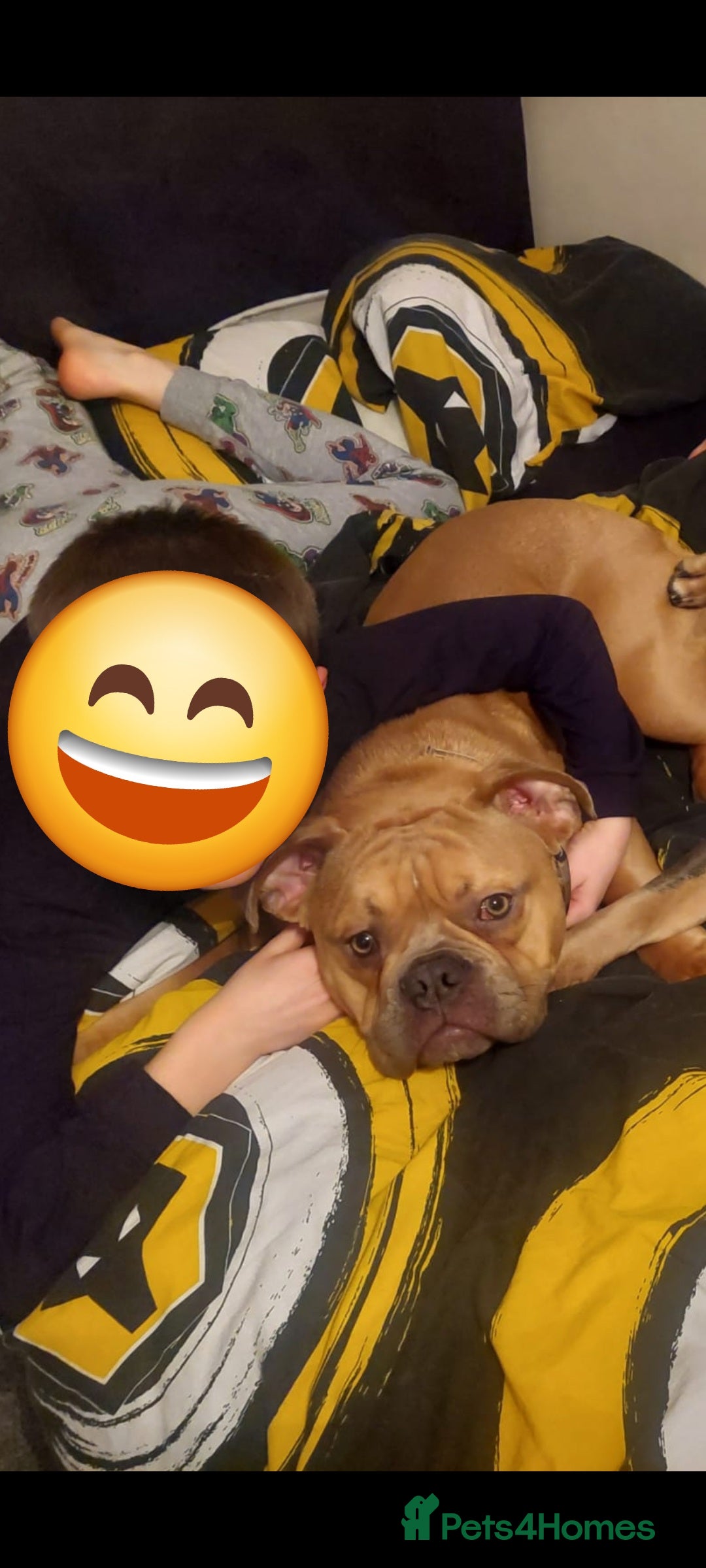 Old Tyme Bulldog dogs for sale: Rehoming our 18 month old Boy Blitz - Image 3