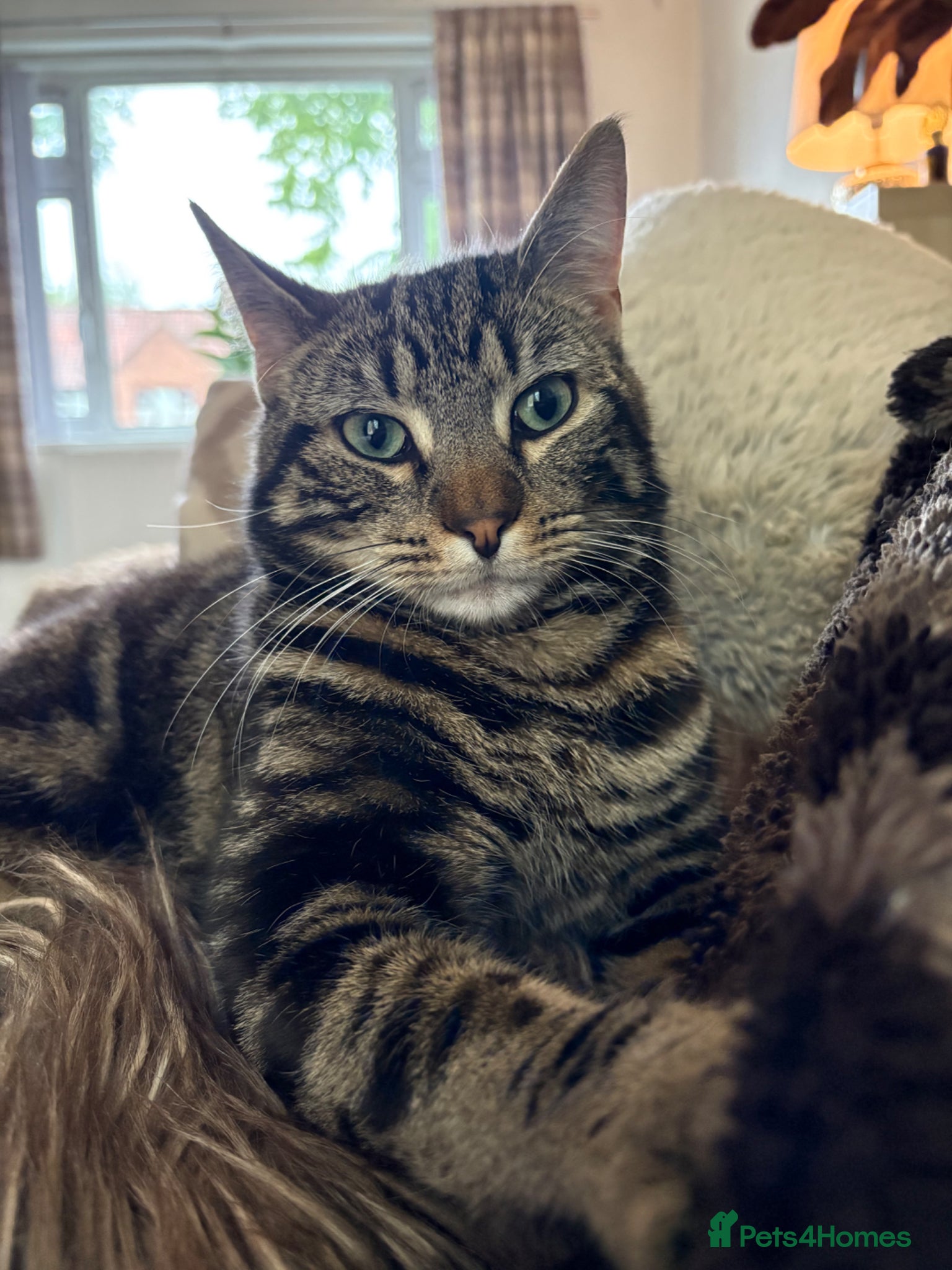 Mixed Breed cats 8 month old cat - Advert 4