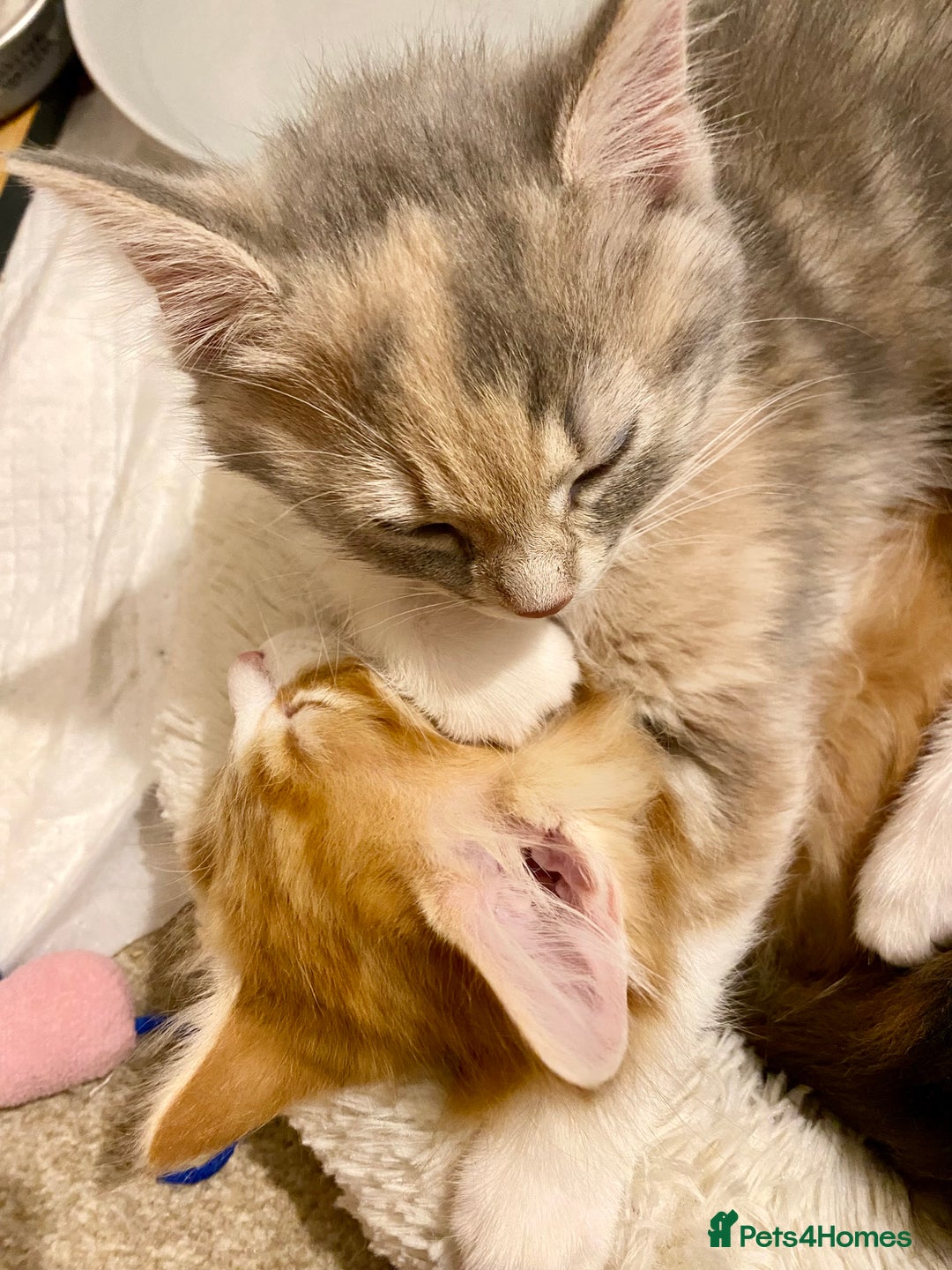 Domestic Shorthair cats for sale: Domestic Shorthair X Ragdoll Cross - Advert 15