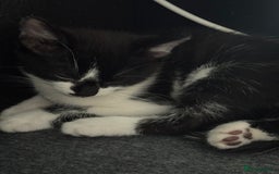 Mixed Breed cats for sale: 4 Kittens for sale (read the description) - Image 7