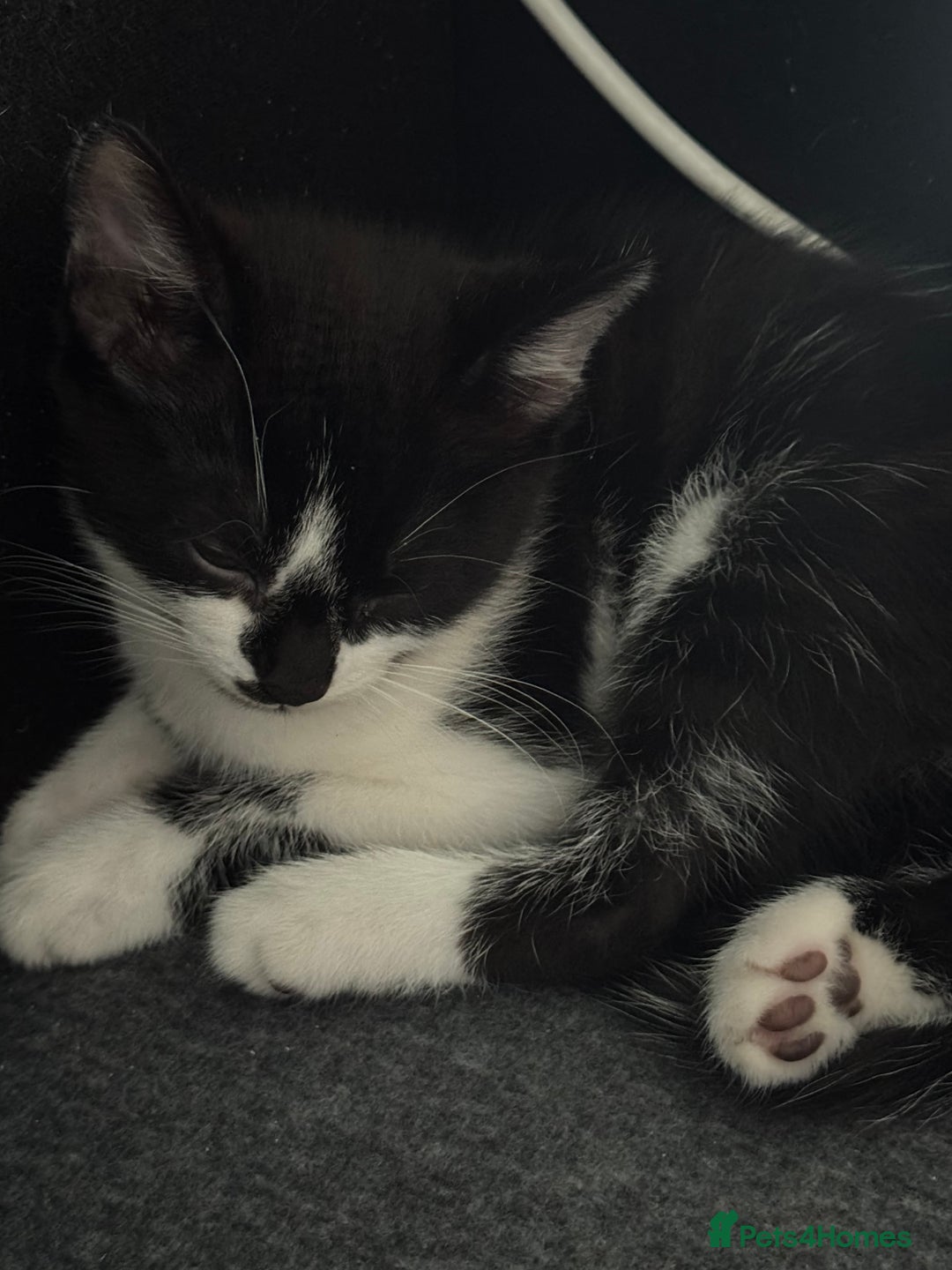 Mixed Breed cats for sale: 4 Kittens for sale (read the description) - Image 7