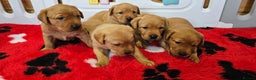 Labrador Retriever dogs for sale: 6 STUNNING KC REG FOX RED LABRADORS  - Advert 3
