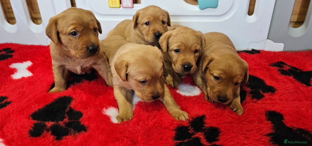 Labrador Retriever dogs for sale: 6 STUNNING KC REG FOX RED LABRADORS  - Advert 3