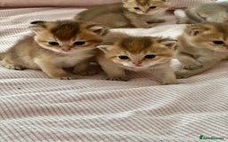 British Shorthair cats for sale: GCCF BSH fluffy kittens - Image 1