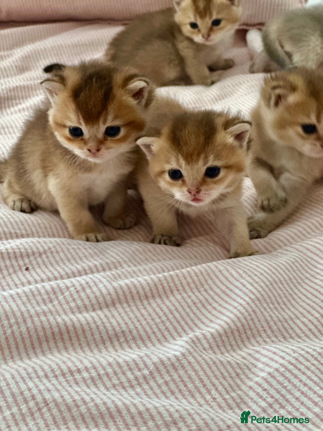 British Shorthair cats for sale: GCCF BSH fluffy kittens - Image 1