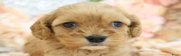 Cavapoo dogs for sale: Health Tested Cavapoos by Licensed Breeder - Advert 28
