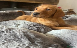 Labrador Retriever dogs for sale: KC FTCH Fox Red Lab pups Health Tested Parents - Image 5