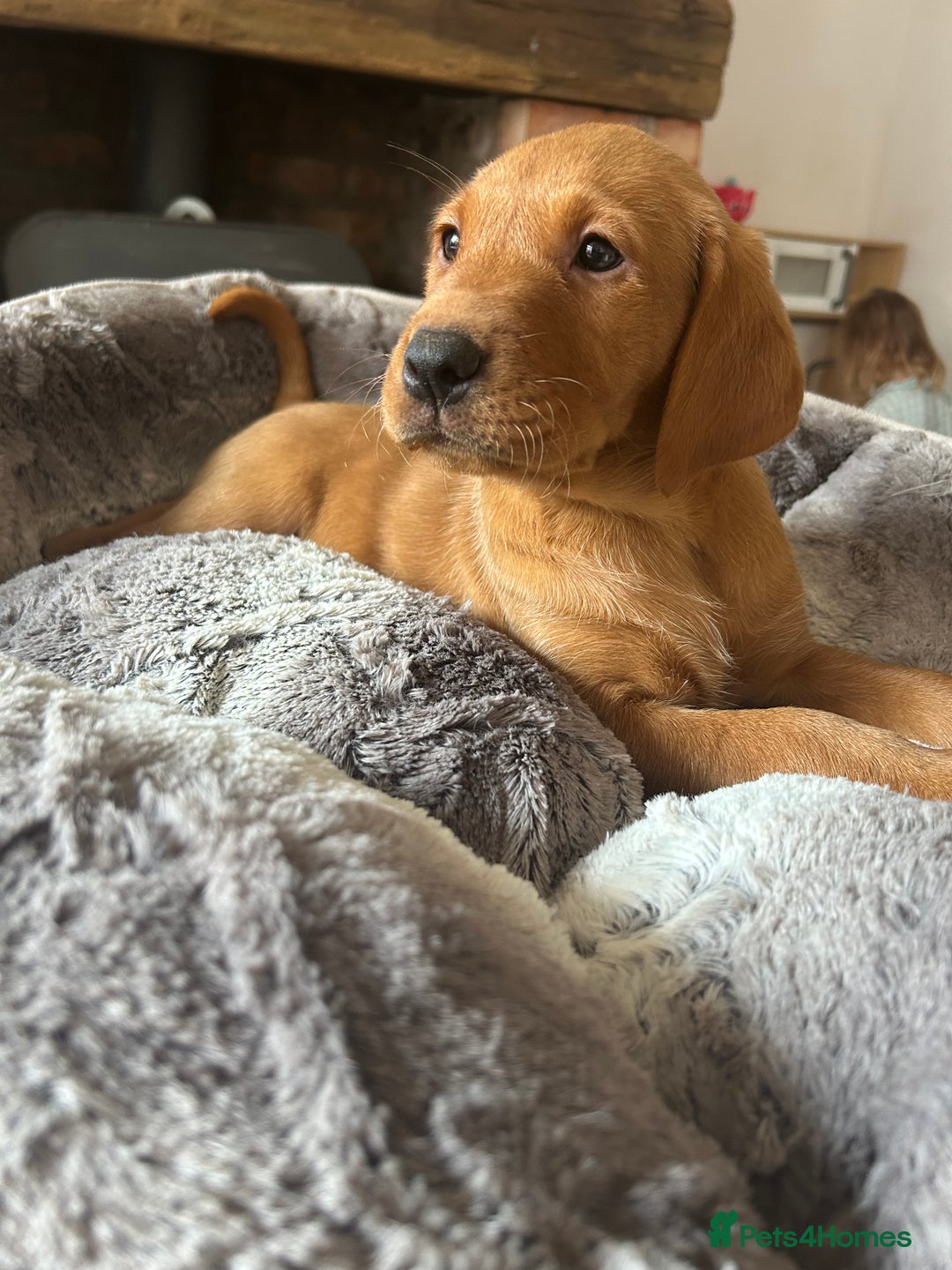 Labrador Retriever dogs for sale: KC FTCH Fox Red Lab pups Health Tested Parents - Image 5