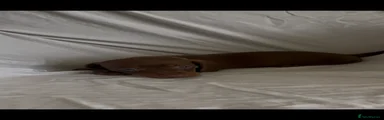 Dachshund 5