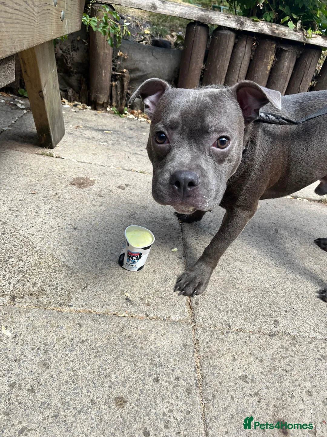 Staffordshire Bull Terrier dogs for sale: Bruce  in Dudley - Advert 6
