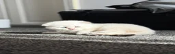 British Shorthair cats for sale: Scottish Fold/ Straight kittens available now - Advert 13