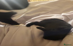 Mini Lion Lop rabbits for sale: 4 black baby mini lionlops  - Image 5