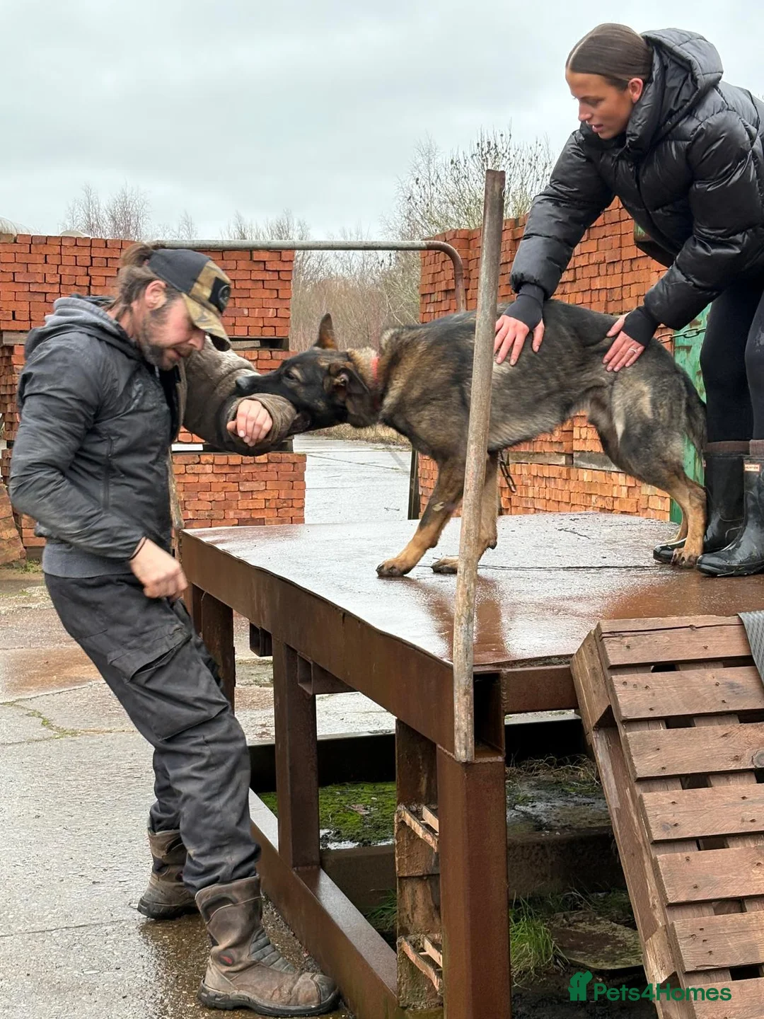 German Shepherd dogs for stud: CAESAR of TYGUARD AXLE x YORKA Z GEMERA IKC in Neston - Advert 2