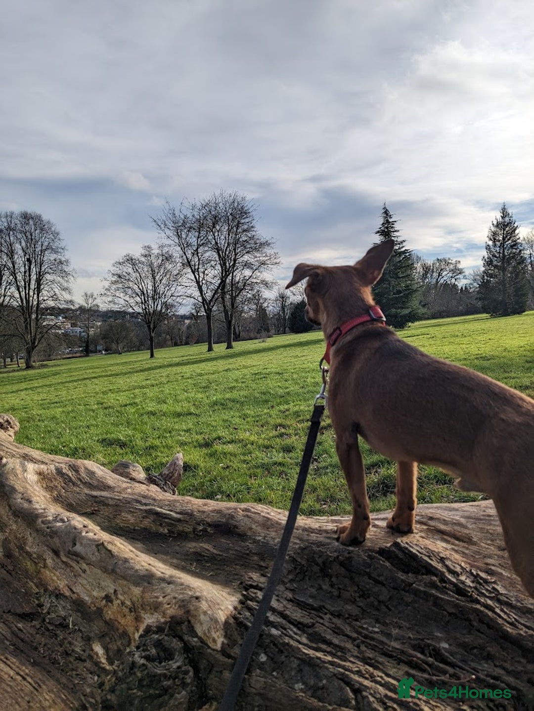 Mixed Breed dogs for adoption: Ringo – 6 years old, Male, Mixed Breed  - Advert 5