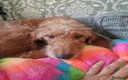 Mixed Breed dogs for sale: Vizslapoo/ Cockapoo puppies - Image 4