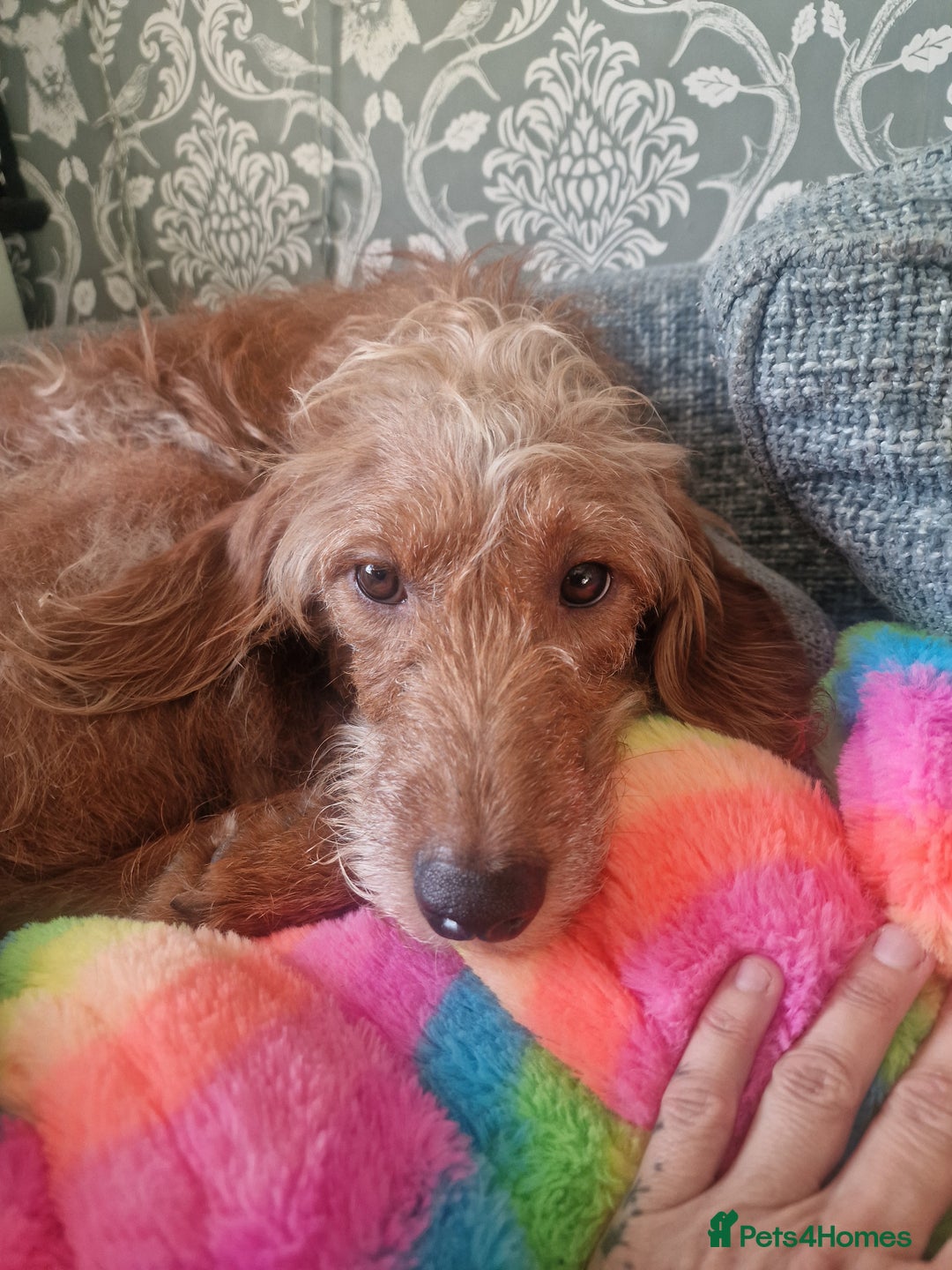 Mixed Breed dogs for sale: Vizslapoo/ Cockapoo puppies - Image 4
