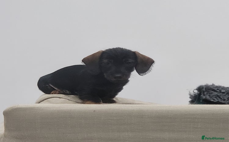 Miniature Dachshund dogs Teckel -Wired Haired miniature daschund kc reg  - Advert 6