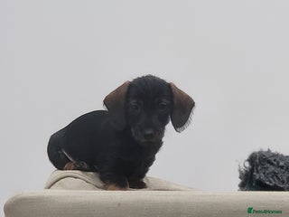 Miniature Dachshund dogs Teckel -Wired Haired miniature daschund kc reg - Advert 18