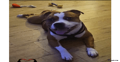 Staffordshire Bull Terrier dogs - Advert 7