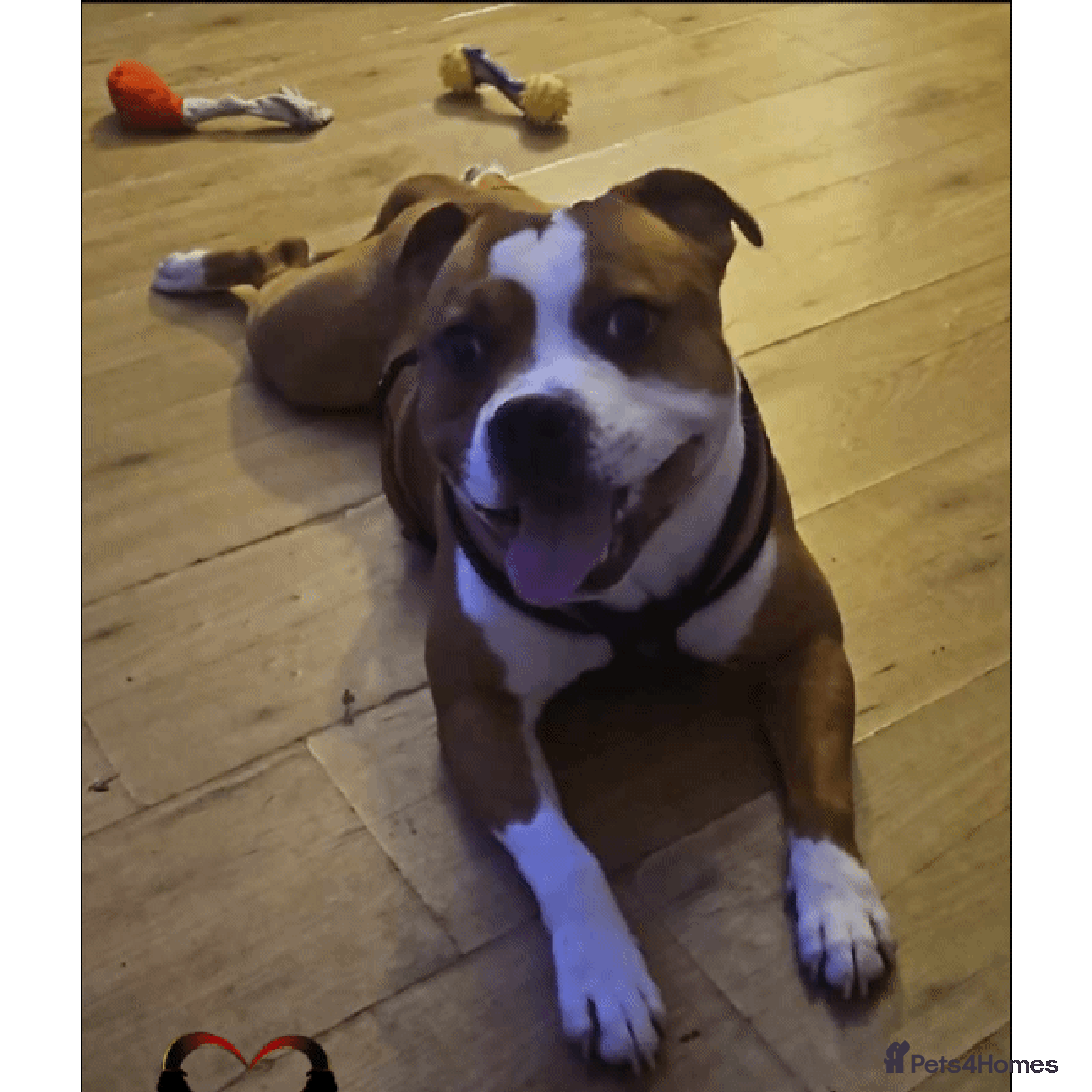Staffordshire Bull Terrier dogs for sale: 🥨THE BEST OF BOTH WORLDS🥨 - Image 2