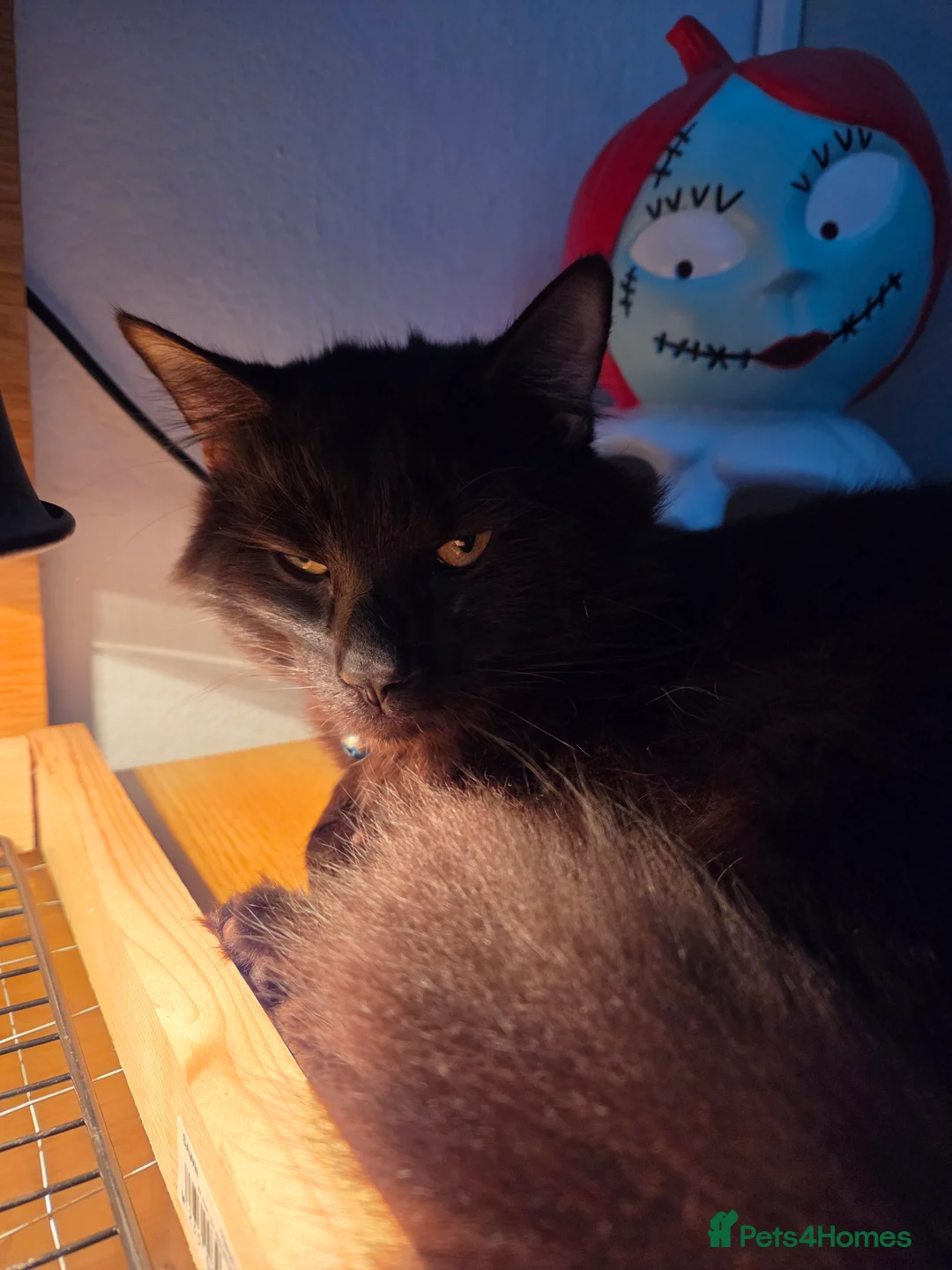 Mixed Breed cats for sale: Long haired male  - Advert 3