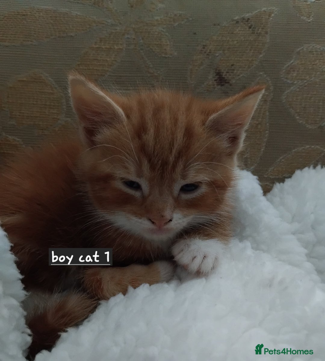 Mixed Breed cats for sale: 3 adorable 6 week old kittens. - Image 5