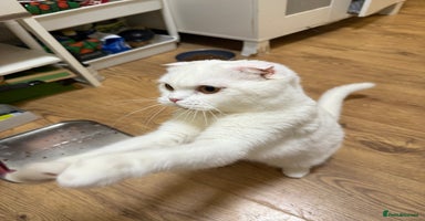 Scottish Fold cats - Advert 12