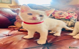 Mixed Breed cats for sale: *READY NOW* 3 Beautiful White Kittens - Image 7